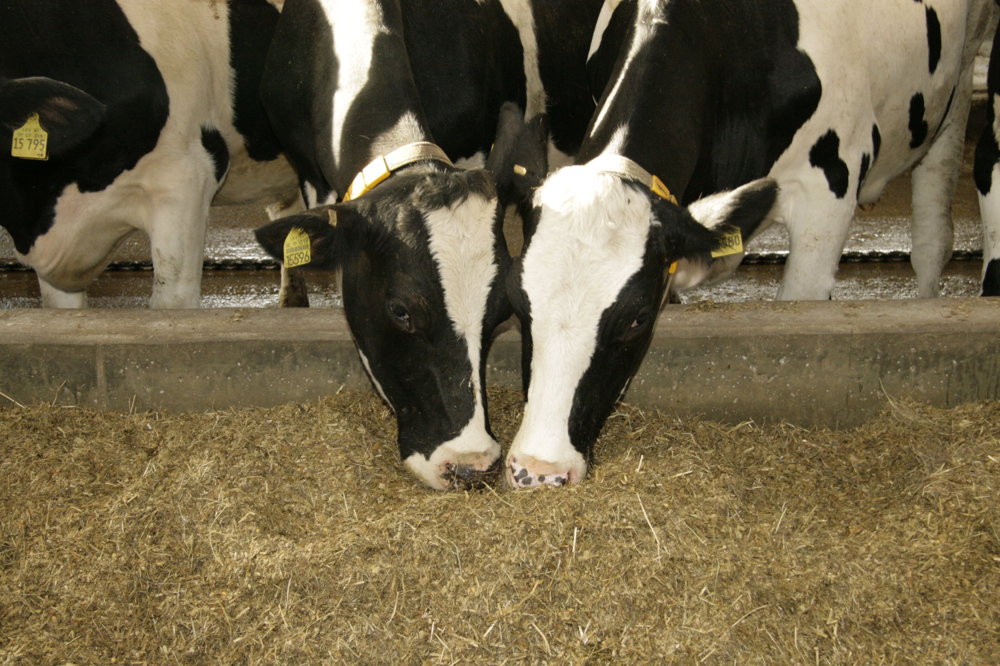 Odoo-Bild- und -Textbaustein