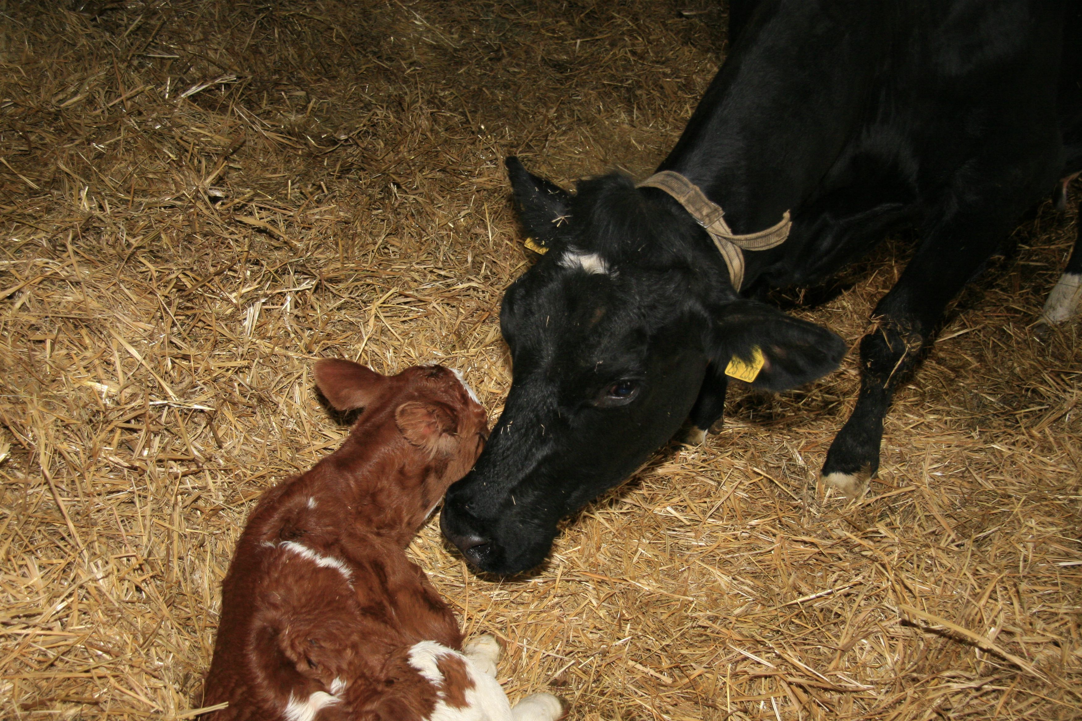 Odoo-Bild- und -Textbaustein