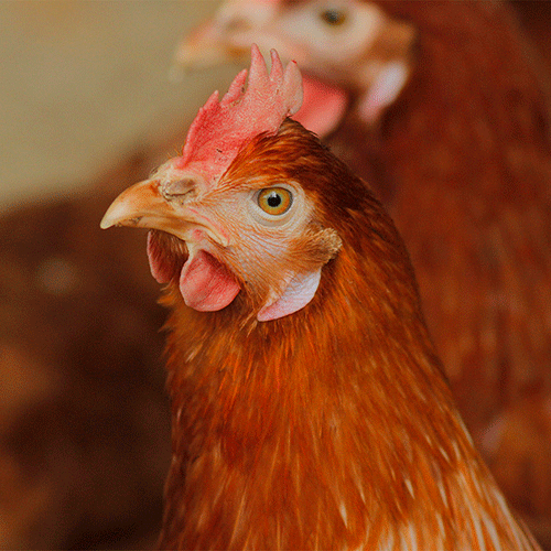 Odoo-Bild- und -Textbaustein